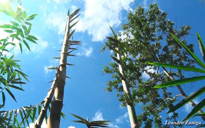 BAMBU2